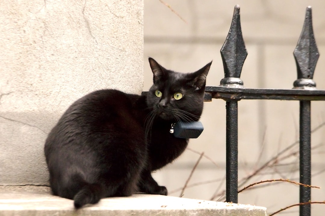 Graphique comparatif des coûts GPS chat sur 3 ans