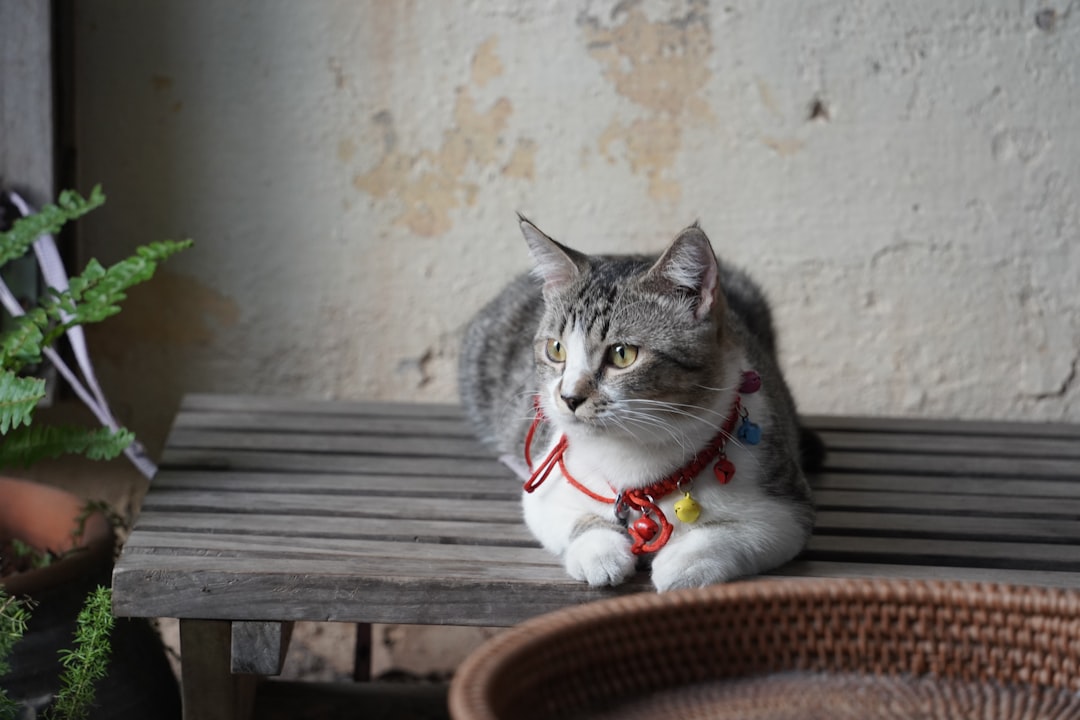 Chat avec un collier GPS sans abonnement dans un jardin