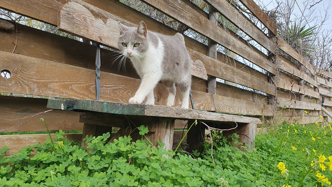 Chat avec collier GPS sans abonnement dans le jardin