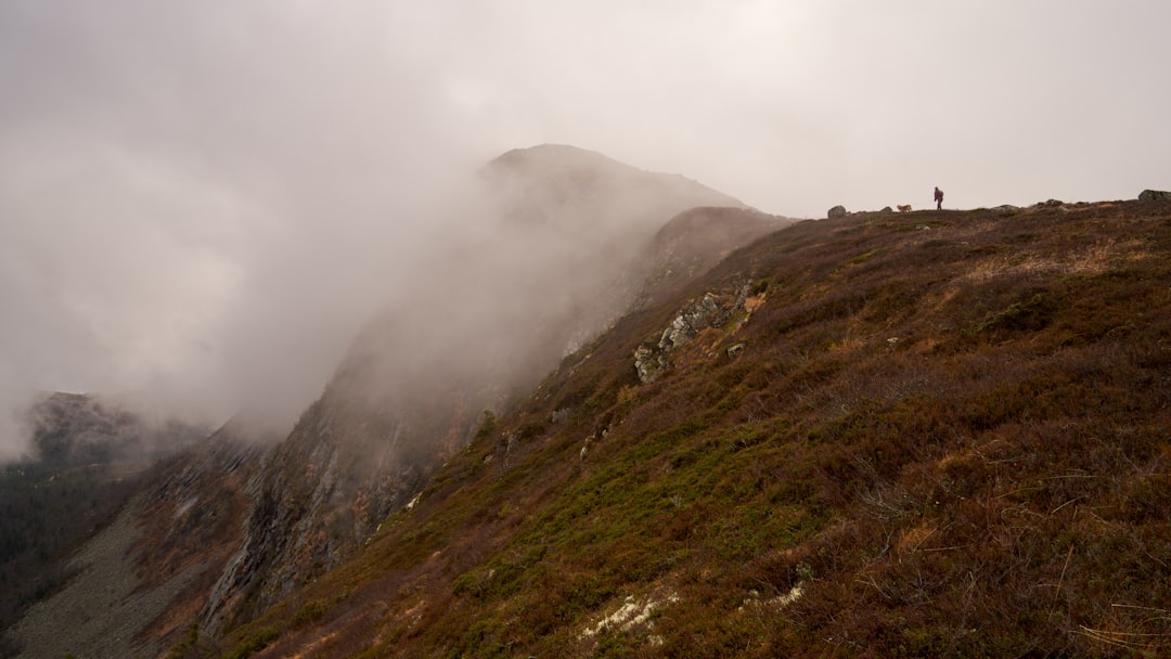 Chien avec collier GPS lors d'une randonnée en montagne
