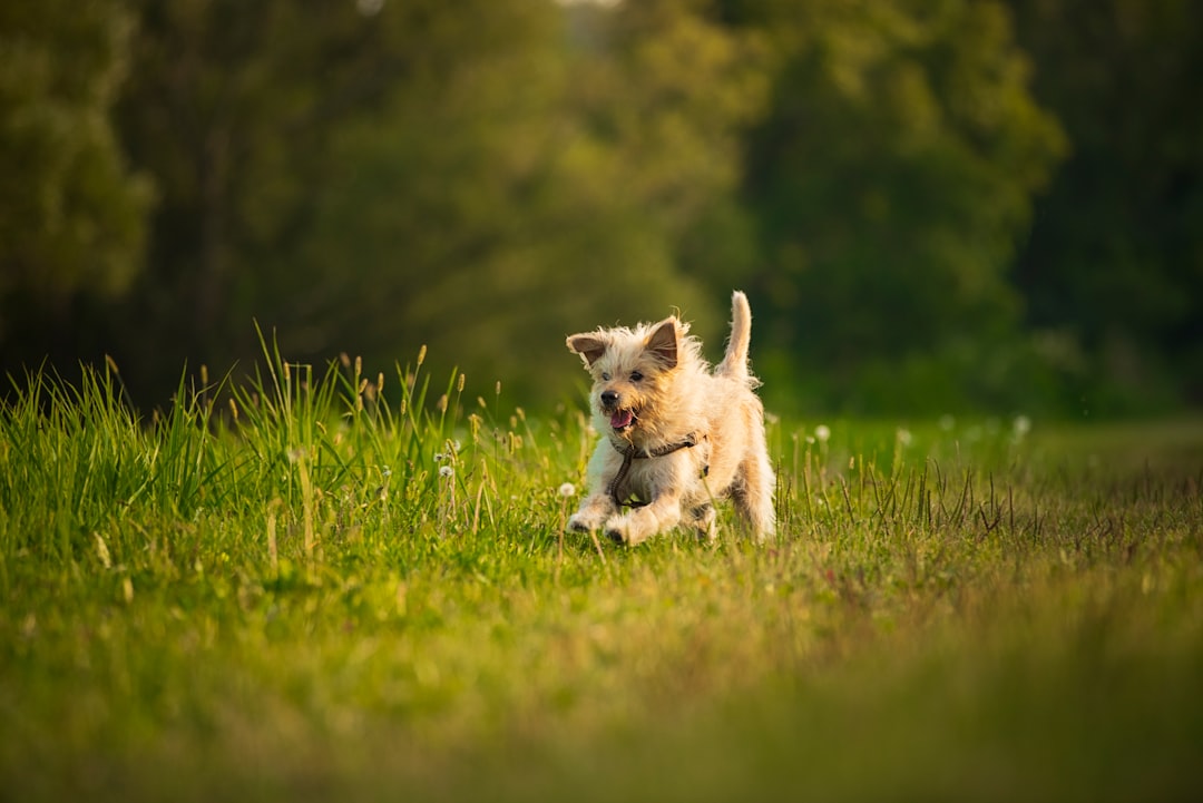 Golden retriever avec GPS tracker dans un pré